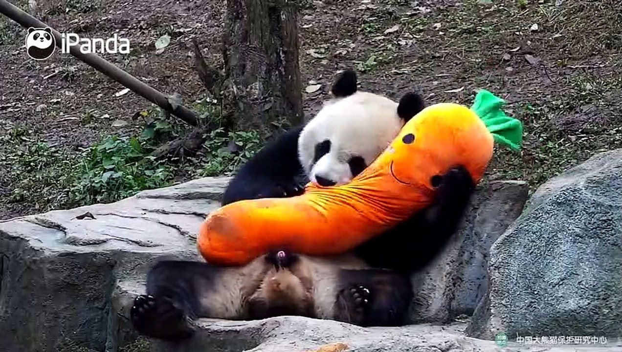 Crazy panda
