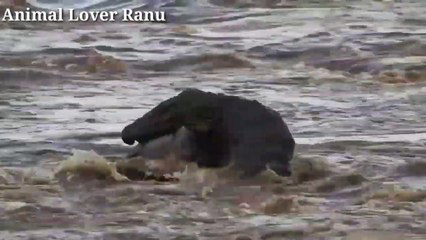 Twenty Foot Big Nile Crocodile Attacks Brindled Blue Wildebeest-Biggest Crocodile Of The World