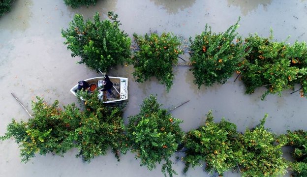 Adana'da göle dönen narenciye bahçelerinde kayıkla hasat yapıldı