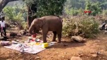 Hindistan'da yemek kokusu alan fil, piknik alanına koştu? o anlar kamerada