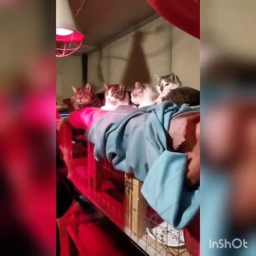 Borgonzoni - Buon Natale (24.12.19)