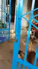 Pitbull dog vs german shepherd
