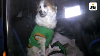 मालकिन की मौत से डॉगी दुखी