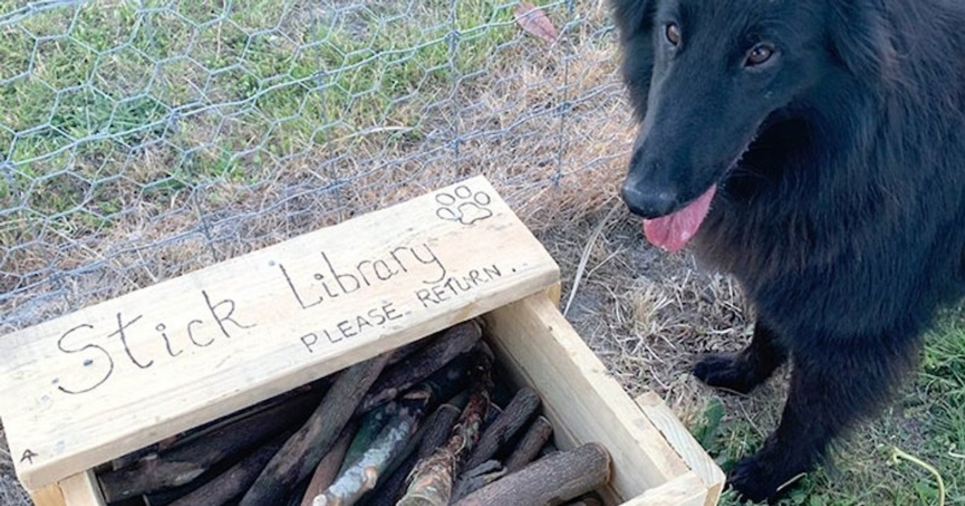 Il construit une « librairie à bâtons de bois » pour les chiens dans un parc