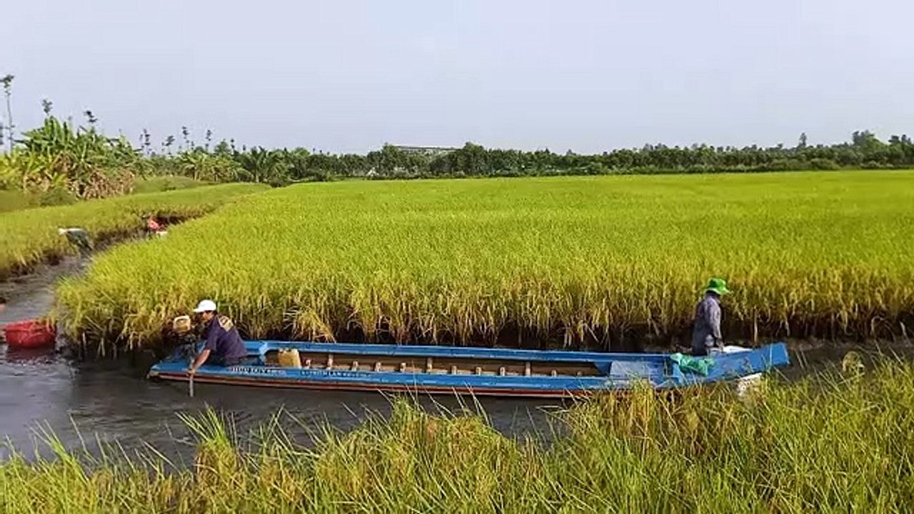 Super hit Chinese fishing