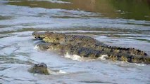 Mara River Crocodile,Crocodile attacks on Wildebeest in Mara River When Wildebeest Crossing The Mara River Masai Mara National Reserve Game Wildebeest Crossing Mara River Serengeti National Park in Tanzania Masai Mara River Crossing Migration