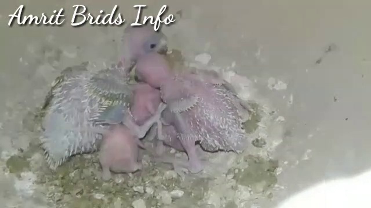 Australia parrots new  colony