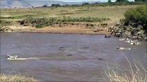 Wildebeest Mara River Crossing The Great Migration|Crocodile Attacks Wildebeest Crossing Mara River 
