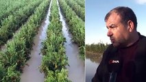 Adana'da Göle Dönen Narenciye Bahçelerinde Kayıkla Hasat