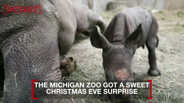 Endangered Black Rhino Gives Birth on Christmas Eve at Michigan Zoo