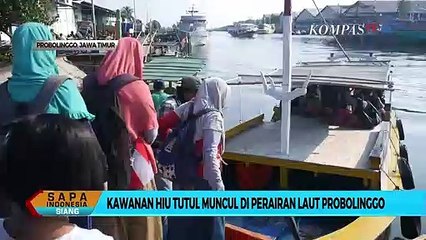 Koloni Hiu Tutul Bermunculan di Probolinggo, Masyarakat Diminta Tidak Usik