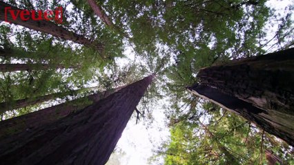 Massive California Redwood Tree Falls And Kills Hiker On Christmas Eve
