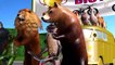 Learn Baby Animals and Large Animals Name Bike Racing Cartoon for Children