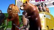 Learn Baby Animals and Large Animals Name Bike Racing Cartoon for Children
