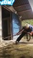 رجل عجوز يسحب ثعبان ضخم من بيته 