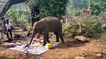Karnı acıkan fil, piknik alanına daldı