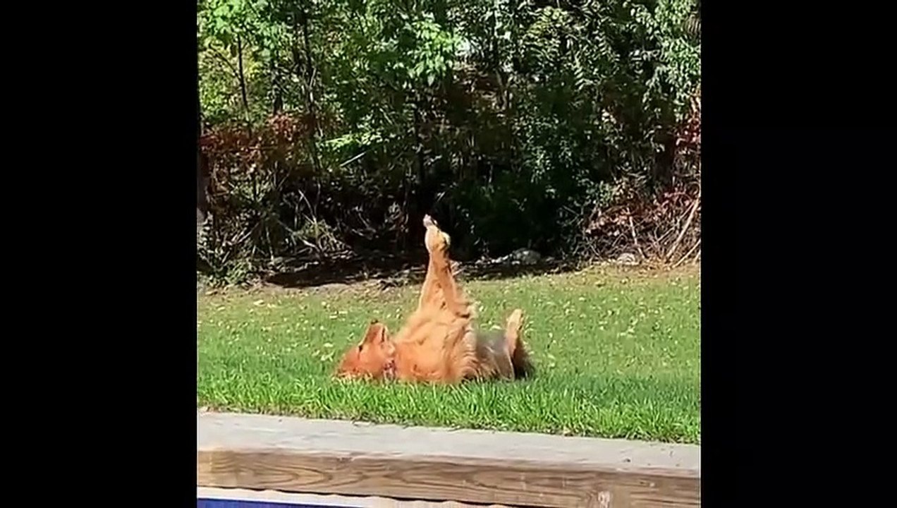 Animal Best Funny  video clips ||  Best dog pets home funny clips collection best funny video animals