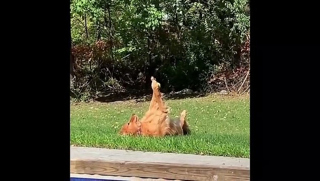 Animal Best Funny video clips || Best dog pets home funny clips collection best funny video animals