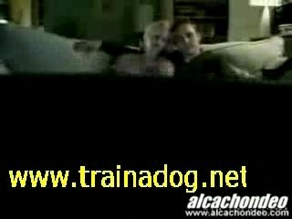 Dog Training with Bud Light