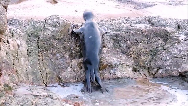 Un phoque se balade sur une plage aux Sables-d'Olonne