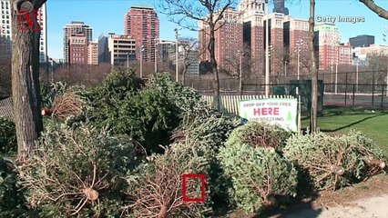 Surprising and Eco-Friendly Ways to Get Rid of Your Christmas Tree