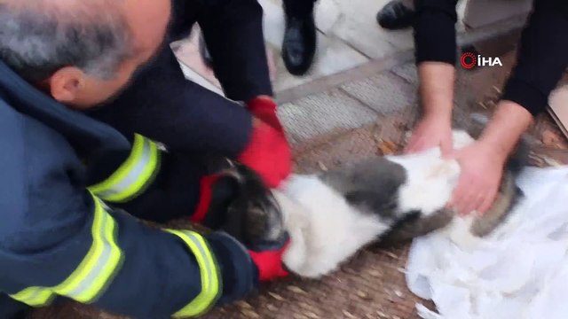 Boğazı zincire dolanan köpeğin imdadına itfaiye yetişti