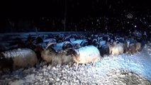 Hakkari'de besiciler kar ve tipiye yakalandı
