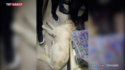 Soğuktan üşüyen köpek tramvayla yolculuk yaptı
