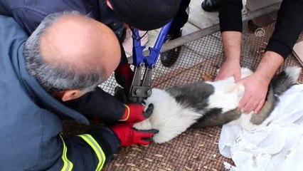 İtfaiye ekipleri kafasına zincir dolanan köpek için seferber oldu