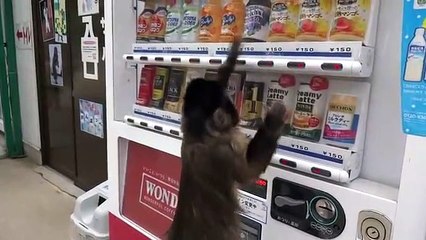 Monkey gets soft drink