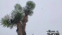 Snow turns Joshua Tree into a winter wonderland
