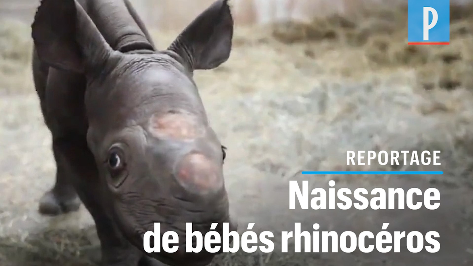 VIDEO. Naissance en décembre de deux bébés rhinocéros noirs