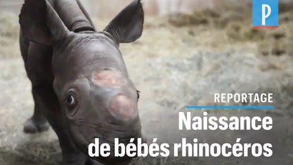 VIDEO. Naissance en décembre de deux bébés rhinocéros noirs
