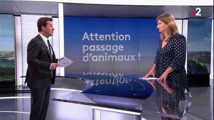 Comment protéger les animaux lors de leur migration ?