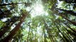 Sur Youtube, un vidéaste récolte 20 millions de dollars afin de planter 20 millions d'arbres