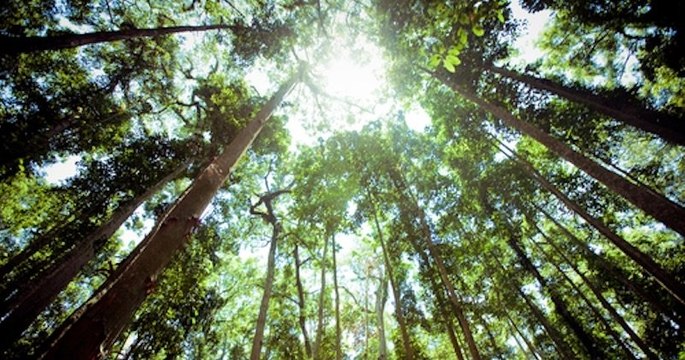 Sur Youtube, un vidéaste récolte 20 millions de dollars afin de planter 20 millions d'arbres