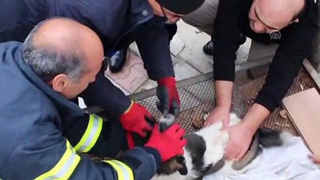 İtfaiye ekipleri kafasına zincir dolanan köpek için seferber oldu - ERZİNCAN