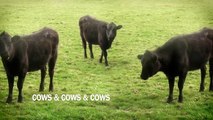 cows & cows & cows