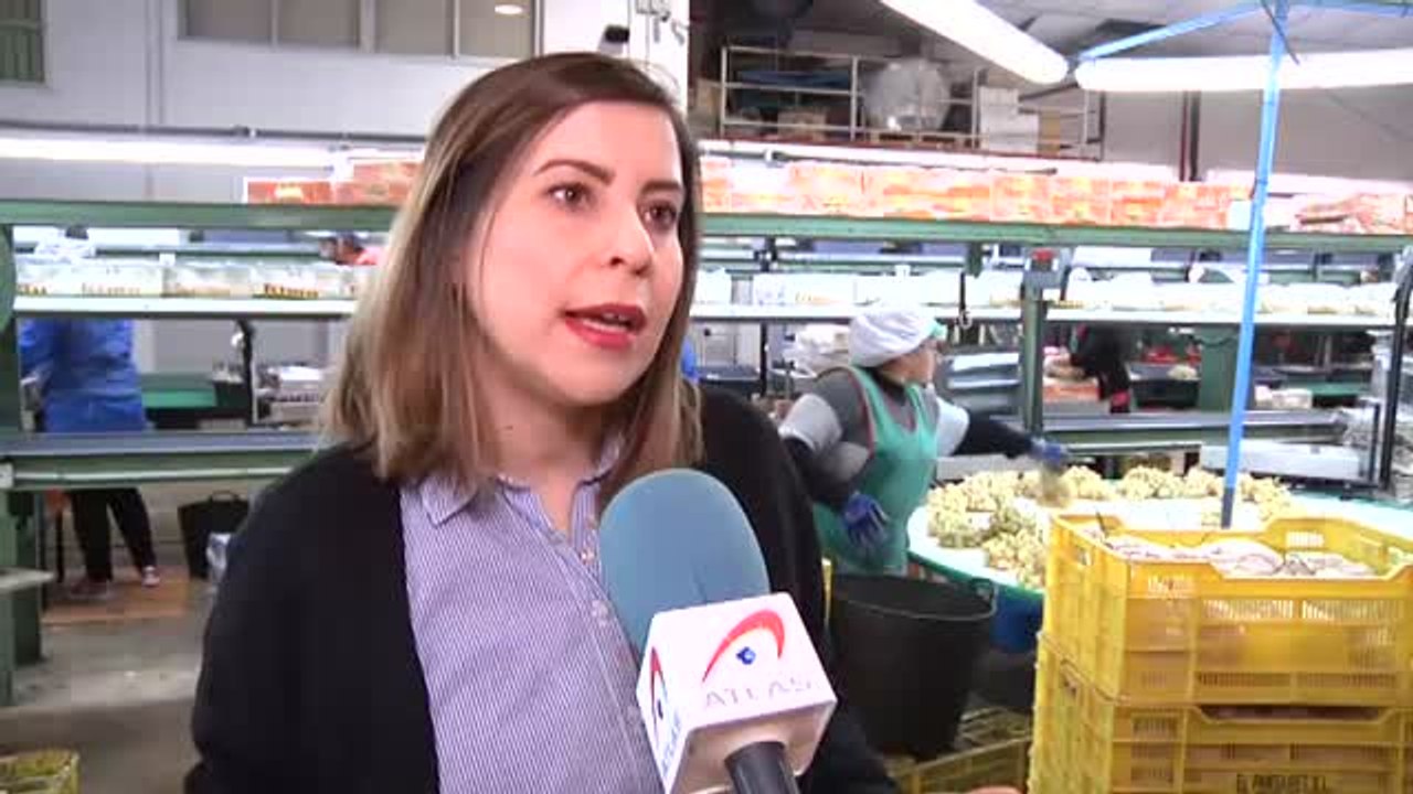 Recogida a contrarreloj de uvas para llegar a las campanadas