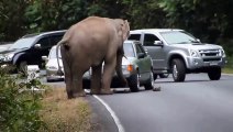 Cet éléphant a décidé de s'asseoir sur une voiture...