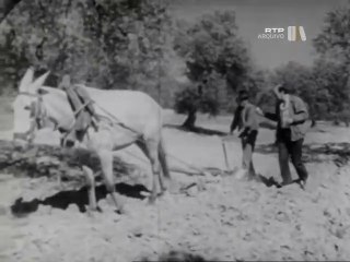 Cantos de Trabalho – Os cânticos que acompanham o trabalho rural em Beja e Castelo Branco na década de 70