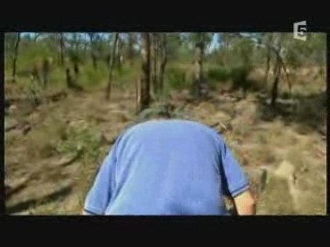 Les plus grands insectes au monde