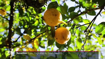 Alimentation : le Yuzu, un agrume japonais aux nombreuses vertus