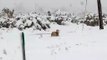 Dog Carries Puppy Through Deep Snow