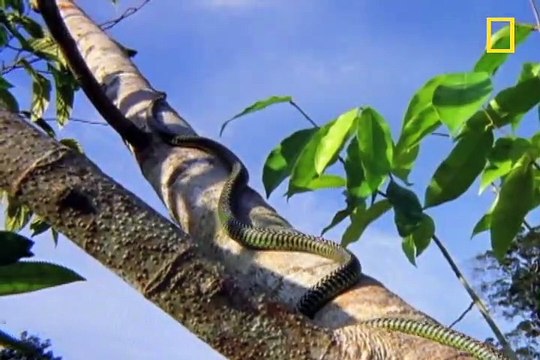 Flying Snake Hunts Leaping Lizard