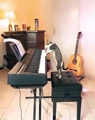 A cat playing on the piano