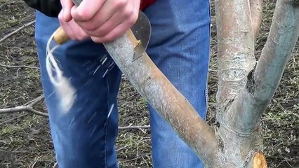 Grafting Apple trees