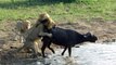 Lion Killed Buffalo|Buffalo Vs Lion Fight | Kruger National Park South |Best Of Lion Attacks On Wild Animals