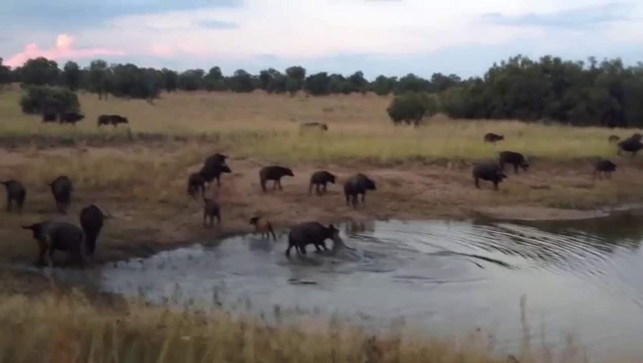 Massive Crocodile VS 1-Ton Buffalo - Crocodile Attack  On Buffalo During Drinking Water At Waterhole  Amazing  FOOTAGE!