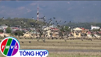 Xuất hiện loài cò nhạn quý hiếm tại Điện Biên